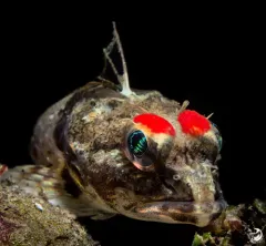 Roughback Sculpin thumbnail 3