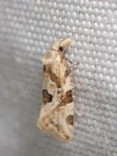 Angular Aethes Moth thumbnail 4