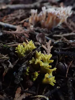 Green-staining Coral Mushroom thumbnail 3