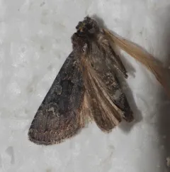 Euxoa perexcellens thumbnail 4