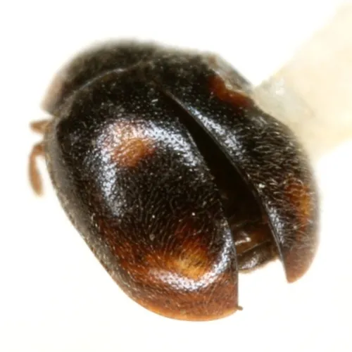 Nephus atramentarius