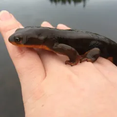 Rough-skinned Newt thumbnail 2