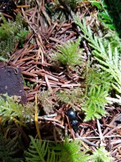 Straight-jawed Pedunculate Ground Beetle thumbnail 4