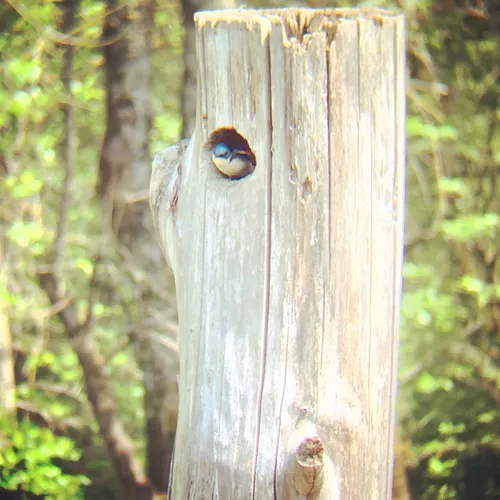 Tree Swallow