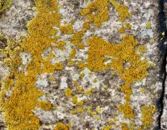 Bare-bottom Sunburst Lichen thumbnail 4