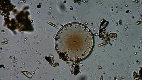 Thalassiosira nordenskioeldii