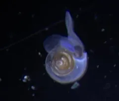 Helicid Pteropod thumbnail 2
