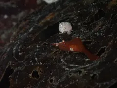 Heptacarpus franciscanus thumbnail 4