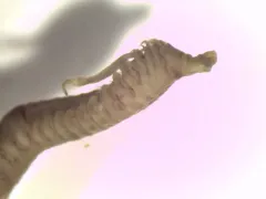 Paraprionospio alata thumbnail 2