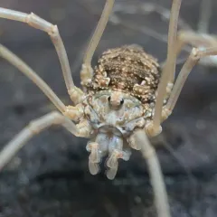 European Harvestman thumbnail 4
