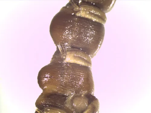 Metasychis disparidentatus