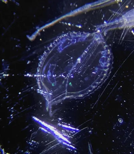 Agalma elegans