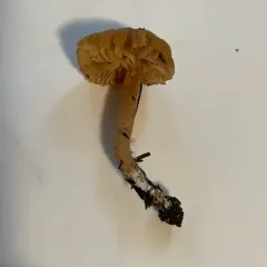 Pseudolaccaria fellea thumbnail 2