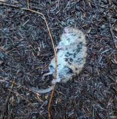 Red Tree Vole thumbnail 3