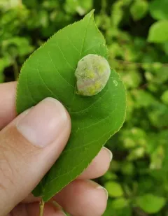 Taphrina confusa thumbnail 2