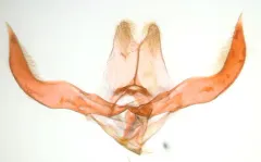 Himmelman's Plume Moth thumbnail 2