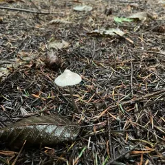 Mycena robusta thumbnail 4