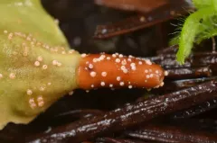 Lasionectria lecanodes thumbnail 3