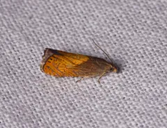 Dichrorampha bittana thumbnail 4