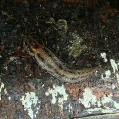 Leopard Slug thumbnail 3
