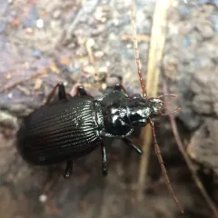 European Gazelle Beetle thumbnail 4
