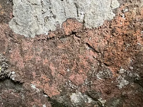 Gyrographa gyrocarpa