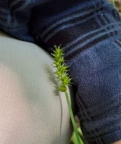 smooth-sheathed sedge thumbnail 4