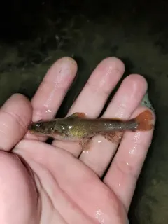 Mountain Madtom thumbnail 3