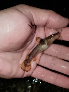 Northern Madtom thumbnail 2