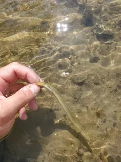 Ohio Lamprey thumbnail 3
