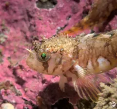 Mosshead Warbonnet thumbnail 4