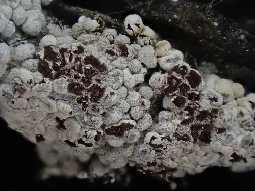Diderma cingulatum