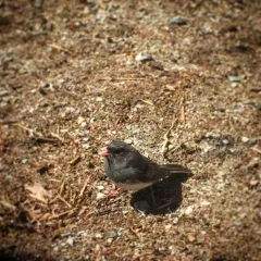 Dark-eyed Junco thumbnail 2