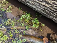 Java water-dropwort thumbnail 1