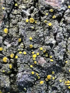Boreal Tree Firedot thumbnail 3