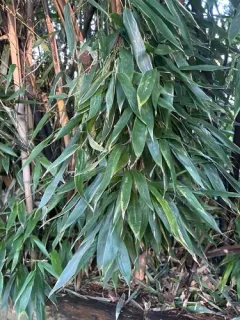 Black Bamboo thumbnail 2