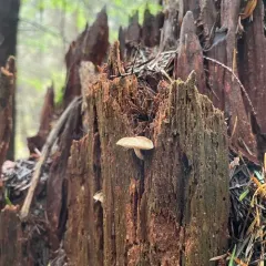Neolentinus kauffmanii thumbnail 3