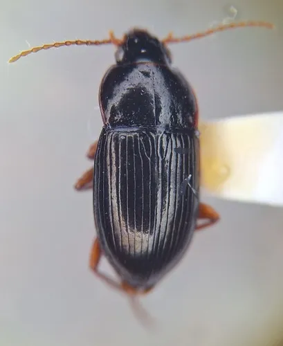 Amara idahoana