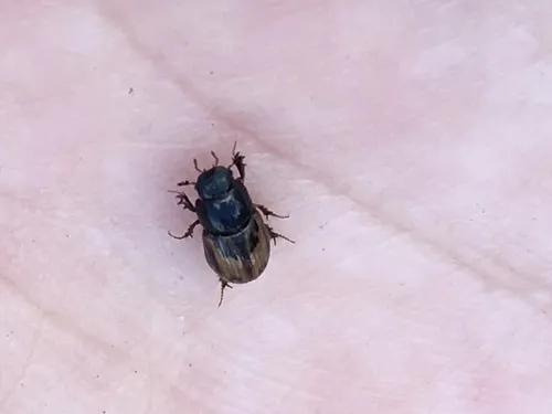 Chilothorax distinctus
