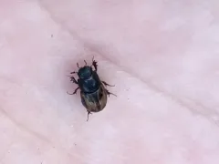 Chilothorax distinctus thumbnail 1