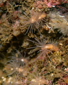 Gonactinia prolifera thumbnail 1