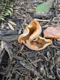 blistered cup thumbnail 3