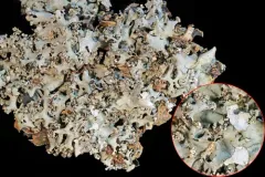 Parmotrema margaritatum thumbnail 3