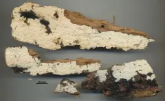 Sistotrema raduloides thumbnail 2