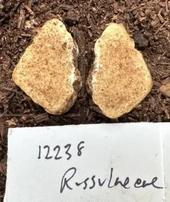 Russula similaris thumbnail 2