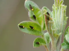 Calophya nigripennis thumbnail 3