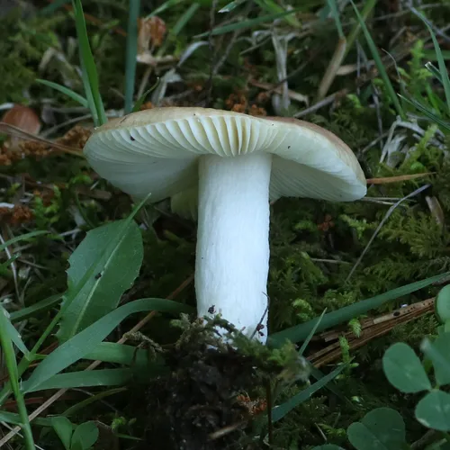 Russula odorata