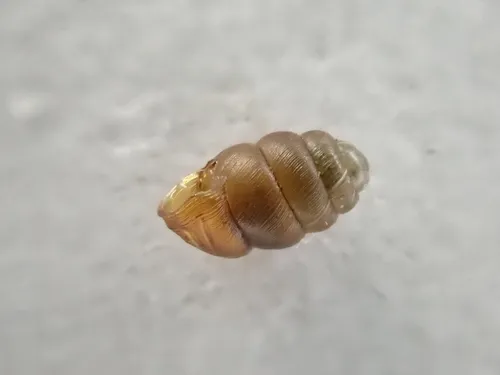 Delicate Vertigo