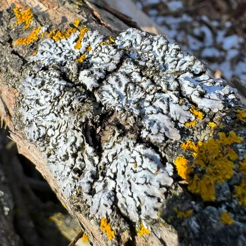 Bottle-brush Frost Lichen