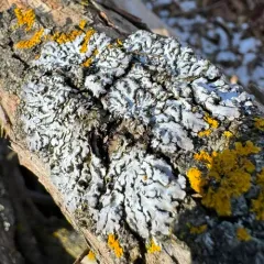 Bottle-brush Frost Lichen thumbnail 1